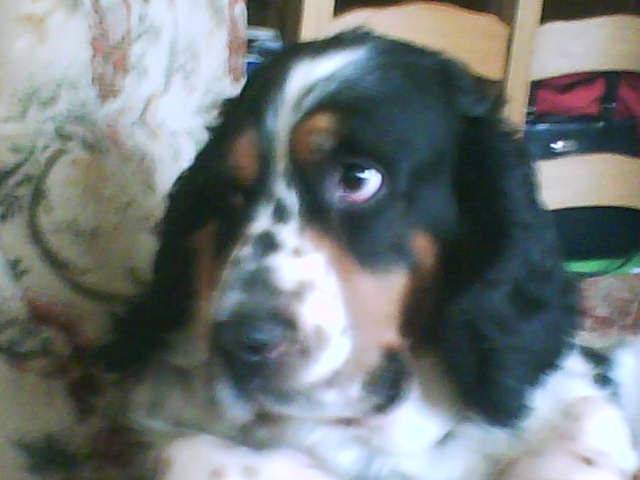 Prince - Cocker Anglais Mâle (5 ans)