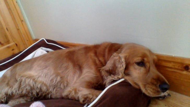 Honey - Cocker Anglais (4 ans)