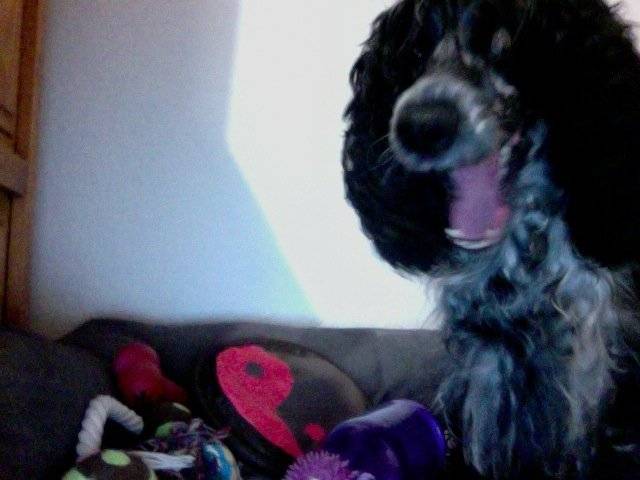cachou - Cocker Anglais (5 ans)