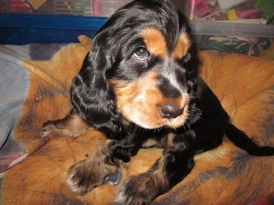 Nino - Cocker Anglais Mâle (6 mois)