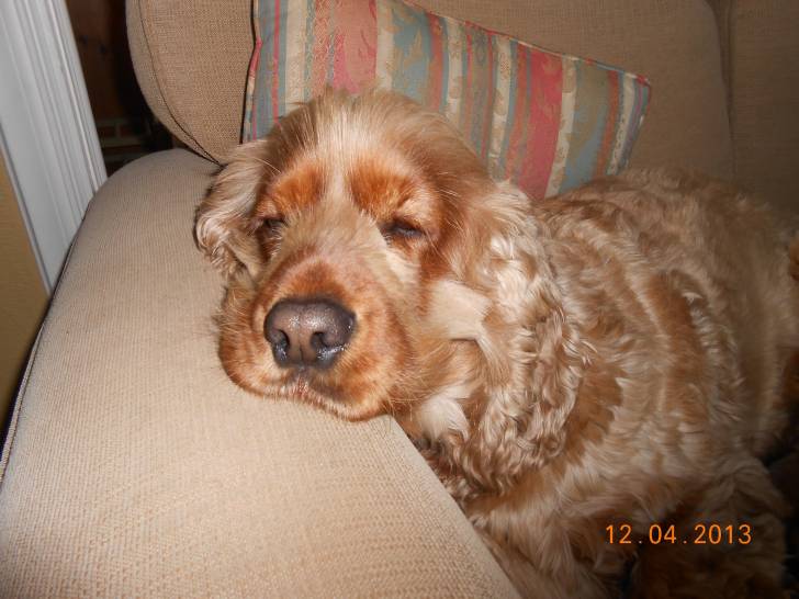 Toffee - Cocker Anglais (2 ans)