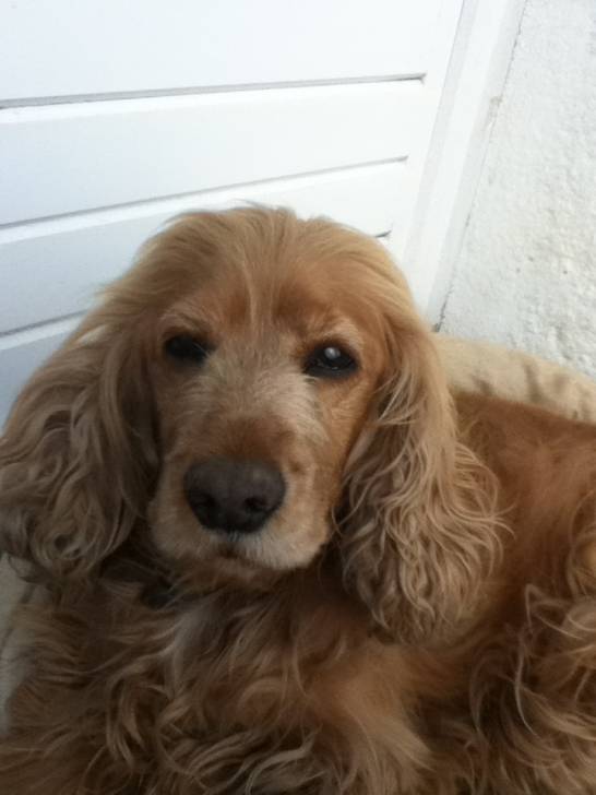 SALLY - Cocker Anglais (10 ans)
