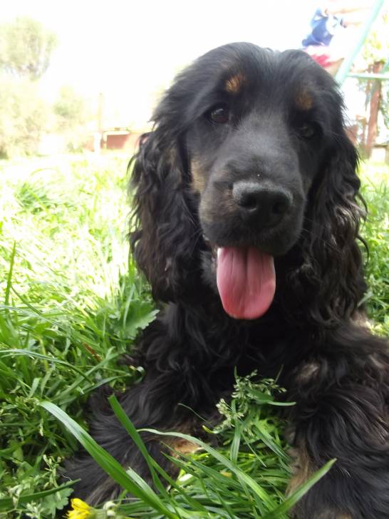 Helfy - Cocker Anglais (8 mois)