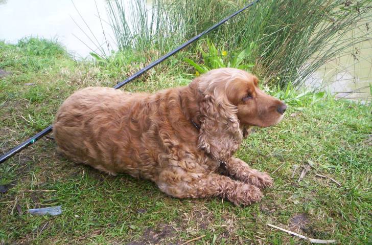 Utah - Cocker Anglais (7 ans)