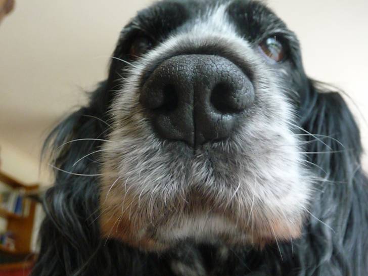 Canelle - Cocker Anglais (10 ans)