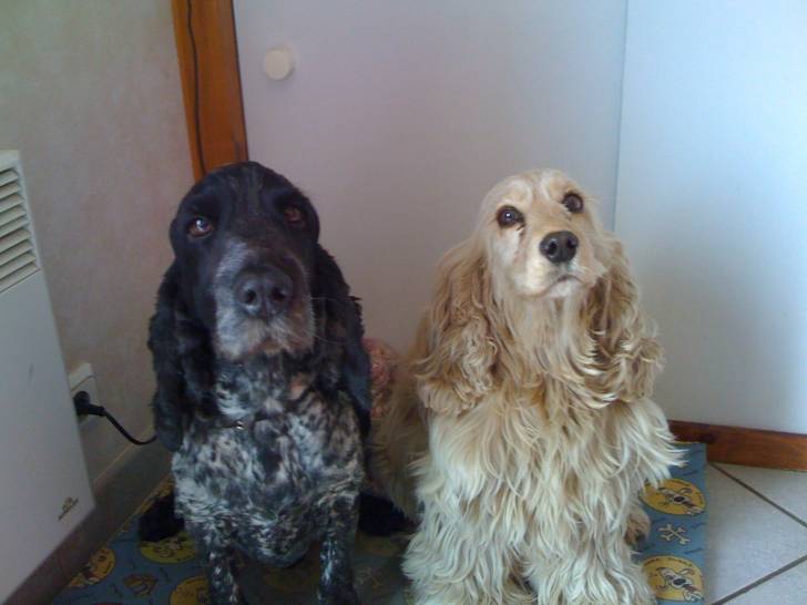 Léo et Chipie - Cocker Anglais