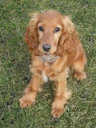 Laysa - Cocker Anglais (2 ans)