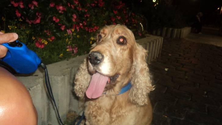Vigor - Cocker Anglais Mâle (9 ans)