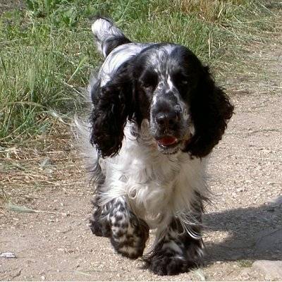 priscka - Cocker Anglais (5 ans)