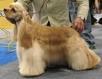 lady - Cocker Anglais (2 ans)
