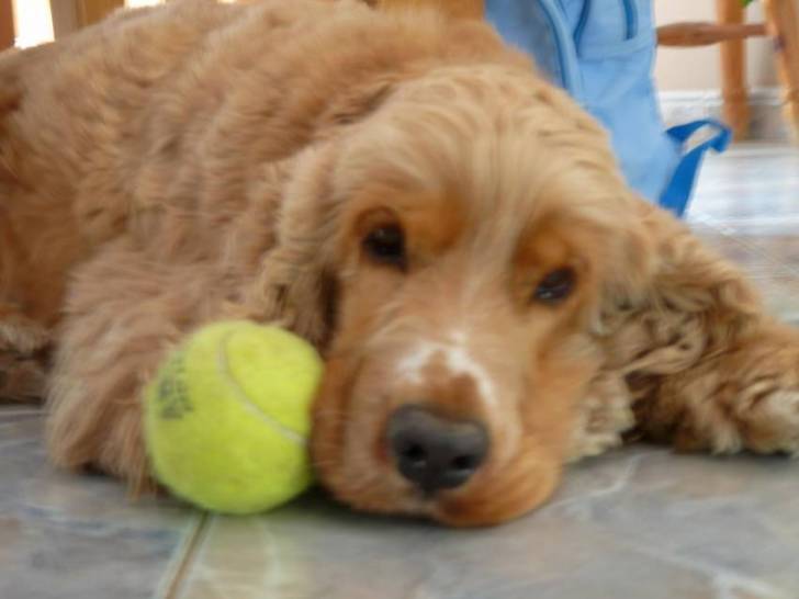 filou qui revasse - Cocker Anglais Mâle (3 ans)
