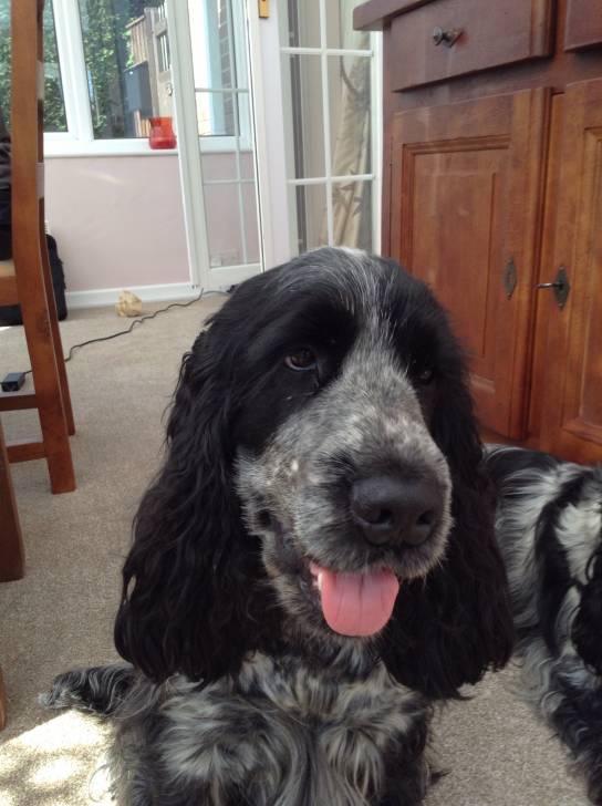 Murphy - Cocker Anglais Mâle (1 an)
