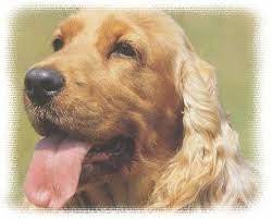 dolces - Cocker Anglais (2 ans)