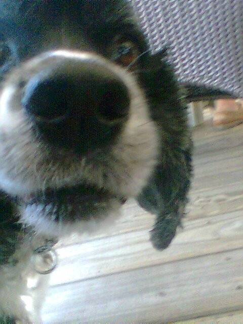 Clyde - Cocker Anglais Mâle (12 ans)