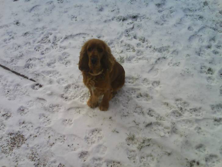 birdy - Cocker Anglais Mâle (3 ans)