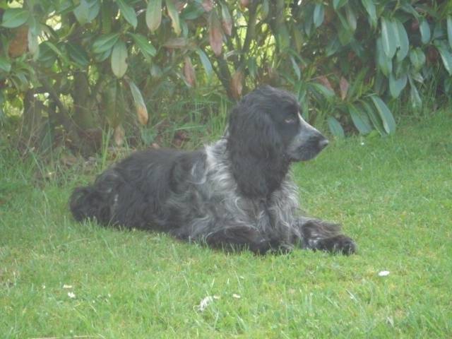 bahia - Cocker Anglais (3 mois)
