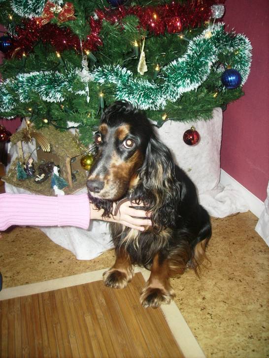 lady - Cocker Anglais (4 ans)