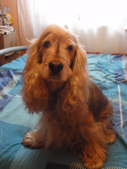 Azuro - Cocker Anglais Mâle (12 ans)