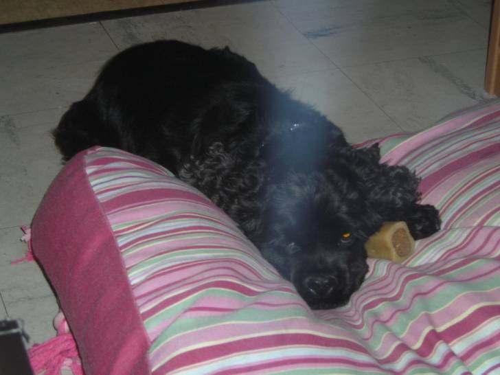 Venus - Cocker Anglais (5 ans)
