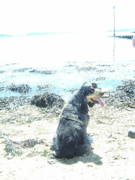 Floxy - Cocker Anglais (3 ans)
