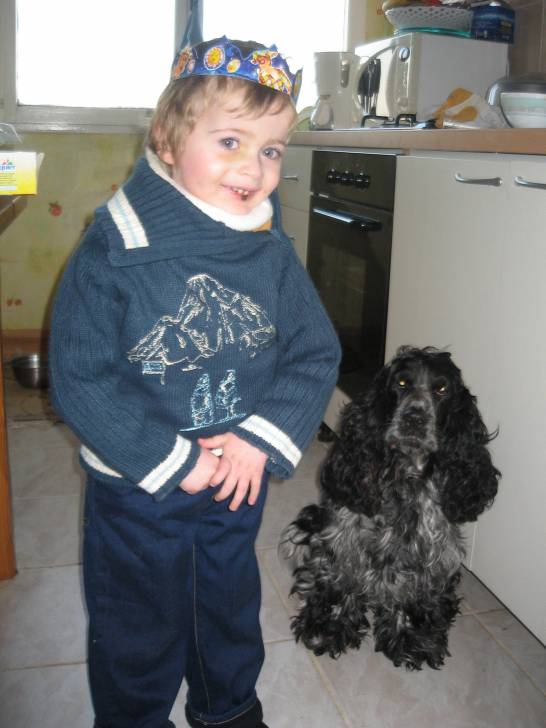brindille - Cocker Anglais (8 ans)