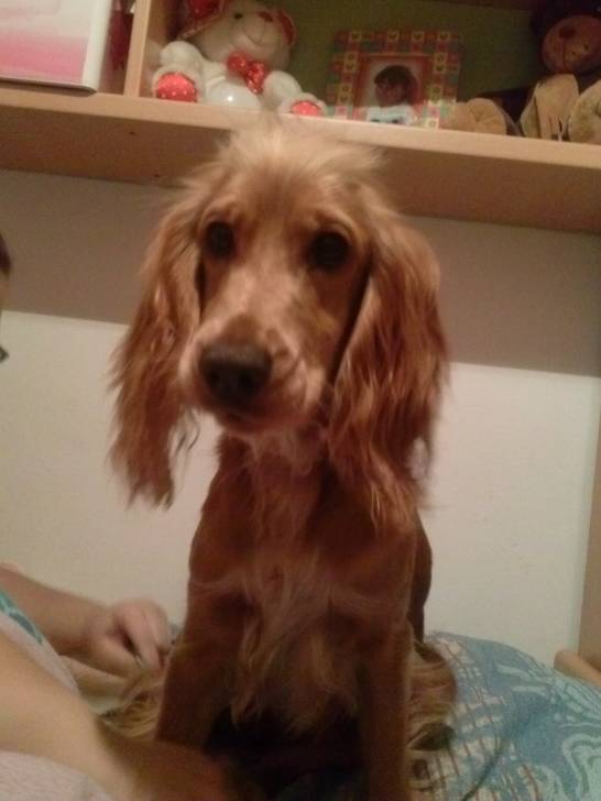 Nala - Cocker Anglais (1 an)