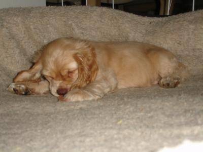 Rose - Cocker Anglais (5 mois)