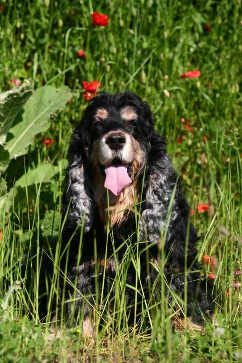 Huckleberry vom Schwanensee - Cocker Anglais Mâle (16 ans)