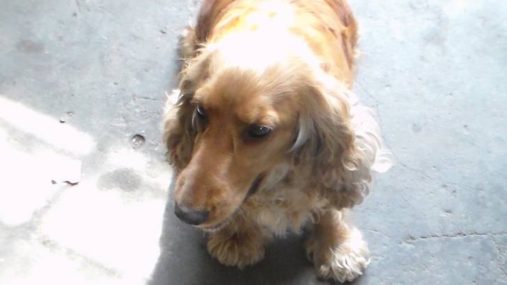 Goldie - Cocker Anglais (3 ans)