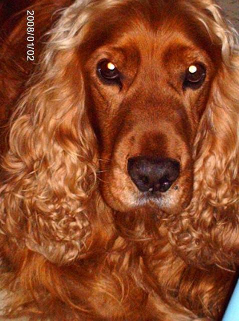 Pippin - Cocker Anglais Mâle (7 mois)