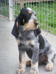 cocker - Cocker Anglais Mâle (1 mois)
