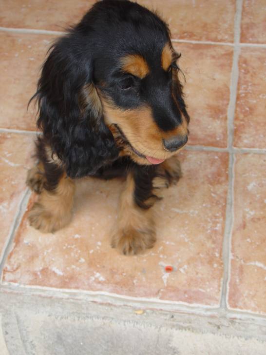 Capucine - Cocker Anglais (7 ans)