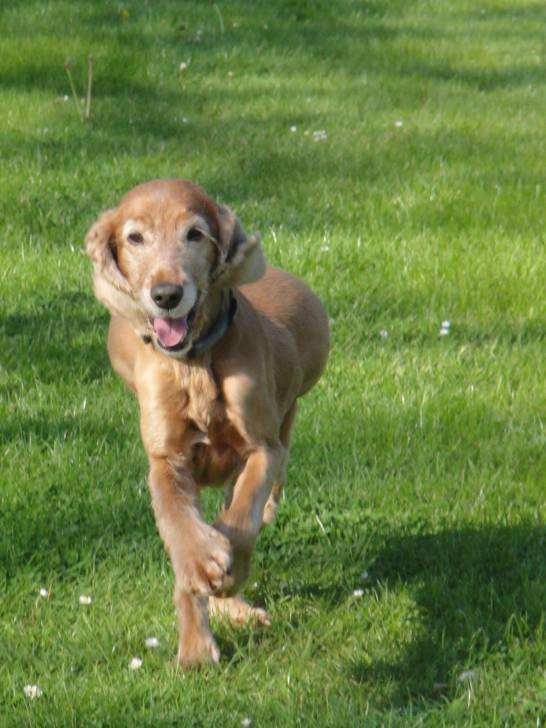 Belle - Cocker Anglais (10 ans)