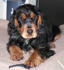Coby - Cocker Anglais Mâle (11 mois)