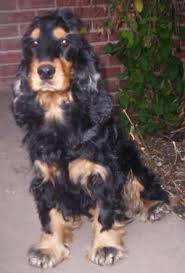 Coby - Cocker Anglais Mâle (2 ans)