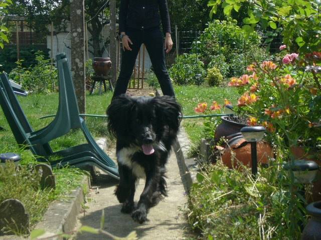 Domino - Cocker Anglais Mâle (2 ans)