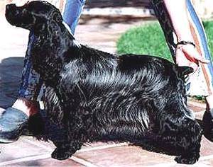 Cocker Anglais - Cocker Anglais