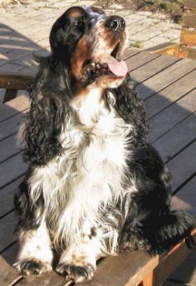 Cocker Anglais - Cocker Anglais