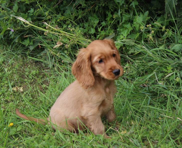 ollie - Cocker Anglais Mâle (1 an)