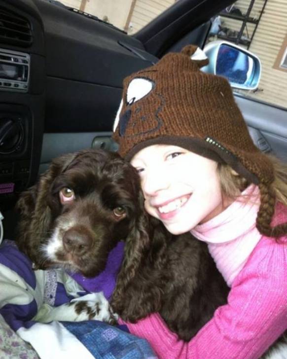 Buddy - Cocker Anglais Mâle (3 ans)