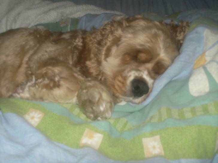 Lady - Cocker Anglais (6 ans)