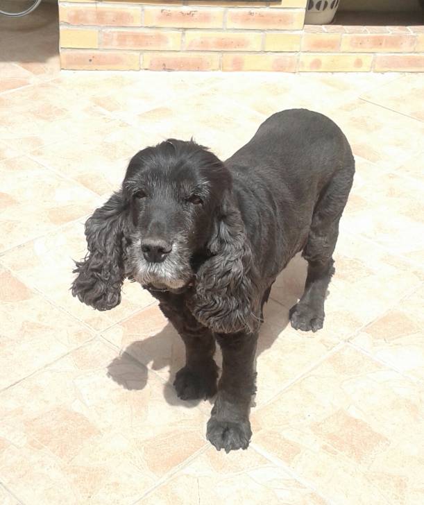 Simba - Cocker Anglais (15 ans)