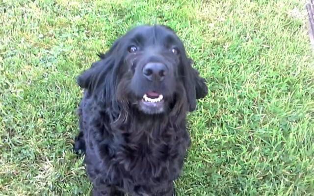Millie - Cocker Anglais (6 ans)