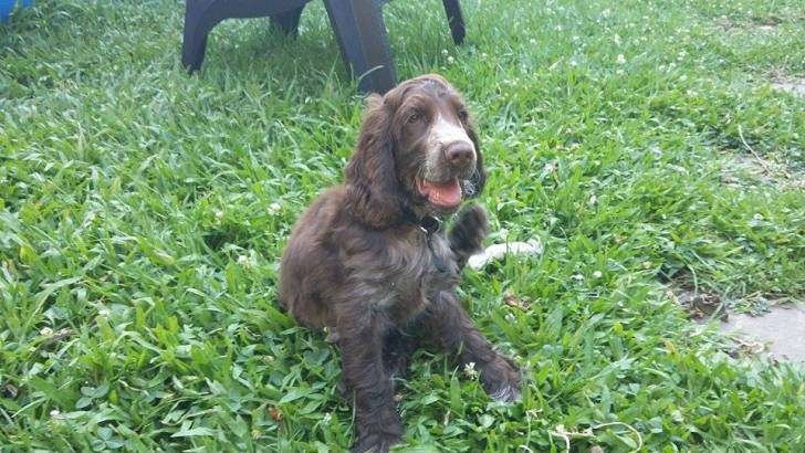Ozzy - Cocker Anglais Mâle (4 mois)