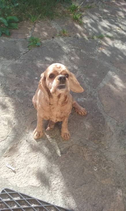 Rox - Cocker Anglais Mâle (7 ans)