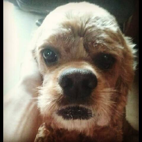 Rox - Cocker Anglais Mâle (7 ans)