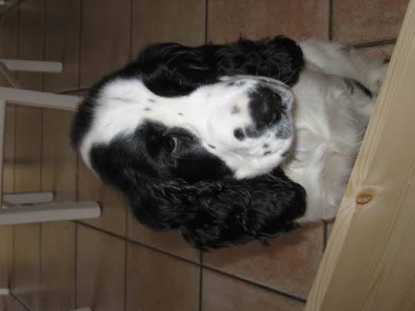 blanche - Cocker Anglais (4 ans)