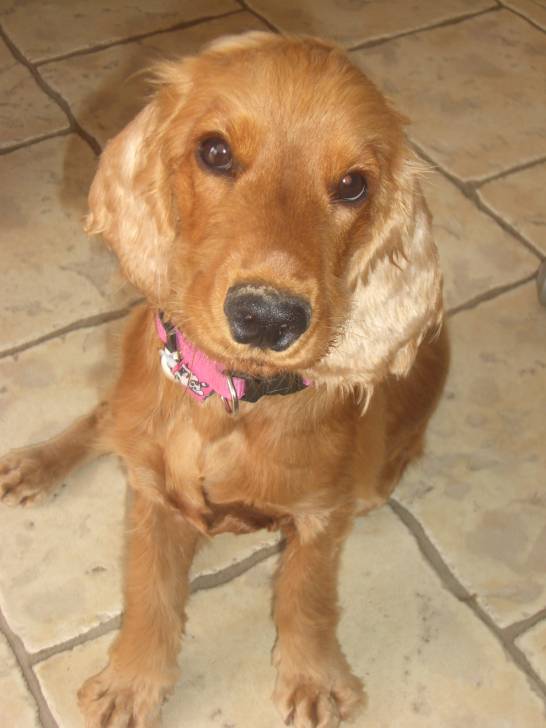 lili - Cocker Anglais (2 ans)