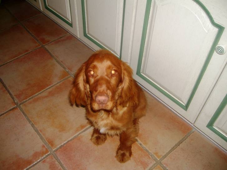 Cesar - Cocker Anglais Mâle (3 ans)