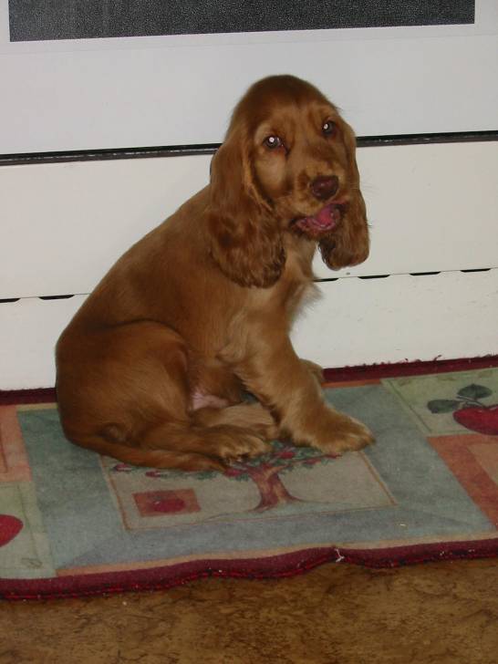Boonty - Cocker Anglais Mâle (4 ans)